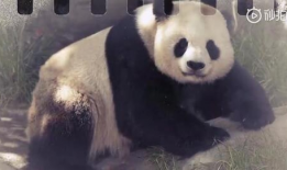 大熊猫视频大全,萌态百态，探秘国宝生活