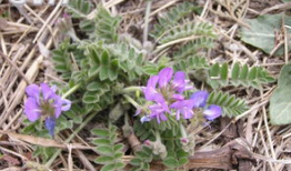 米口袋,探寻古老植物的神奇魅力