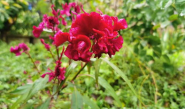 野花视频,探寻自然之美，感受生命律动